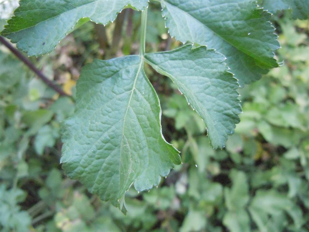 Grande Apiacea - cfr. Angelica sylvestris